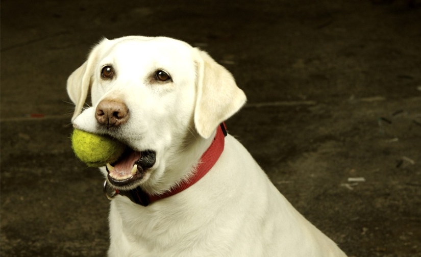 10 trucos de vida que todo dueño de perro debe saber