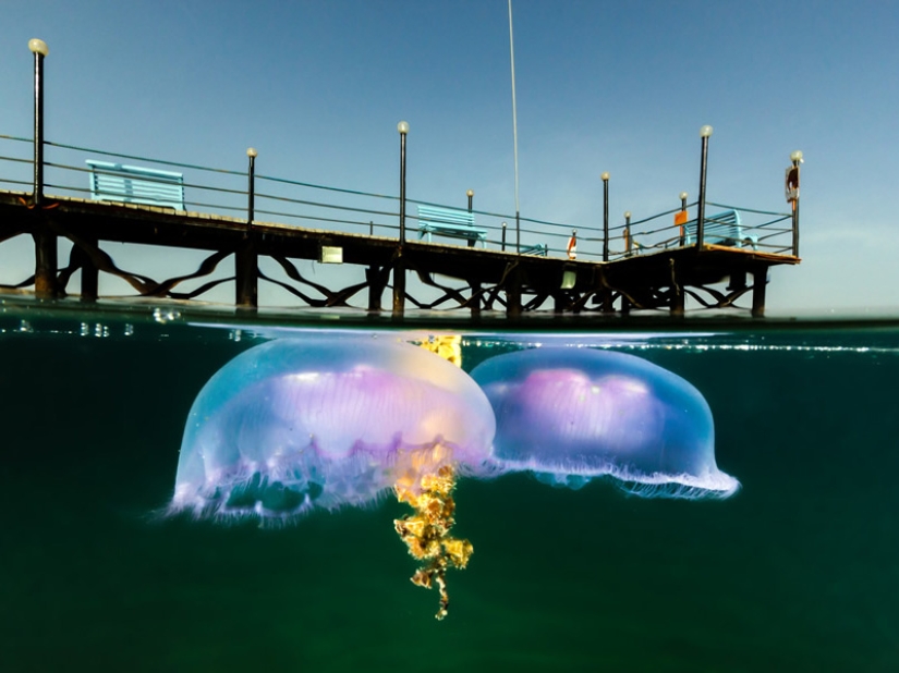 10 unique semi-underwater photos