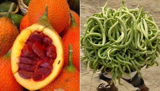 10 variedades de pepinos de las que ni siquiera has oído hablar