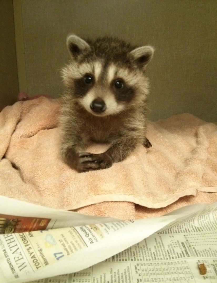 100 coolest Raccoon Photos of all time