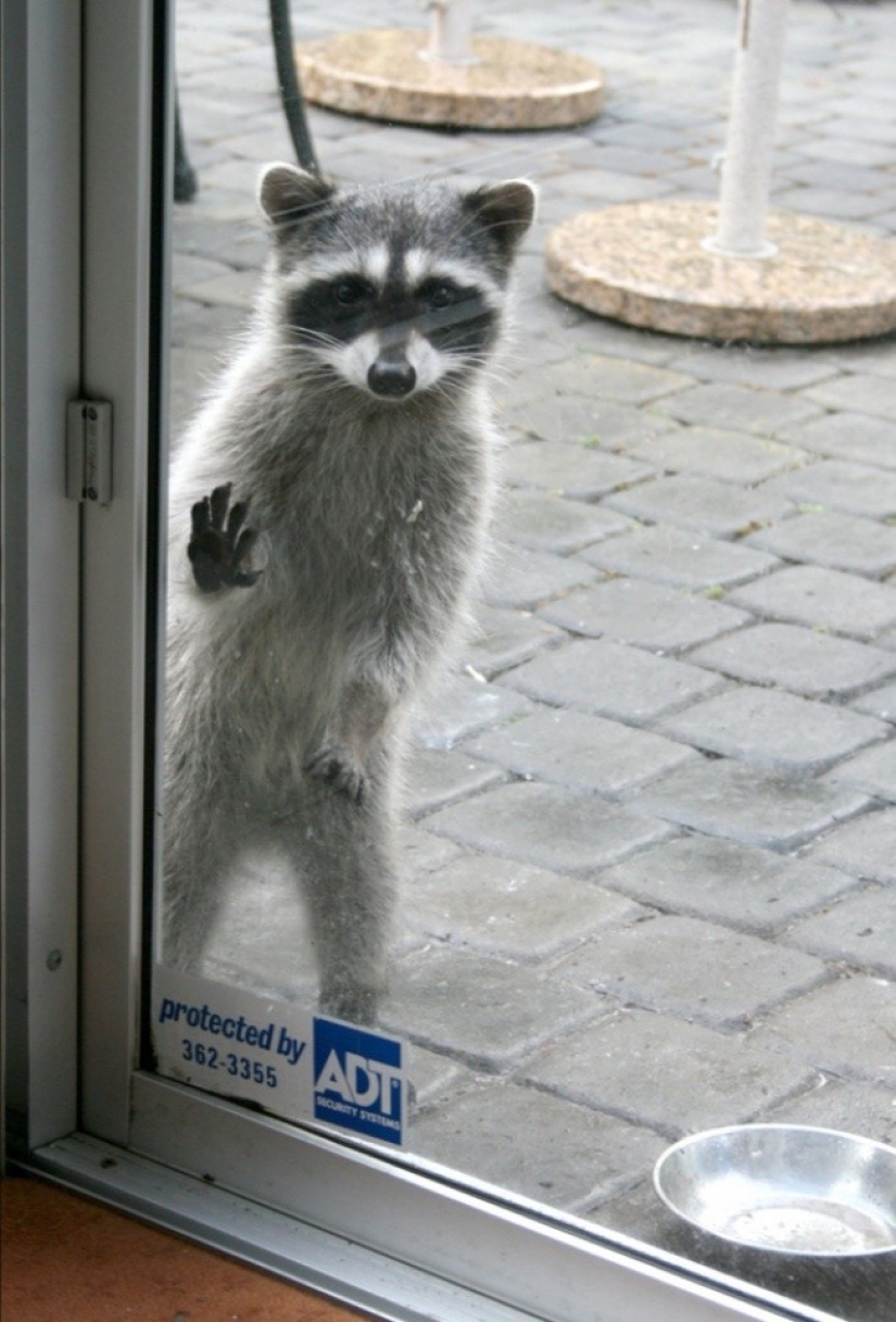 100 coolest Raccoon Photos of all time