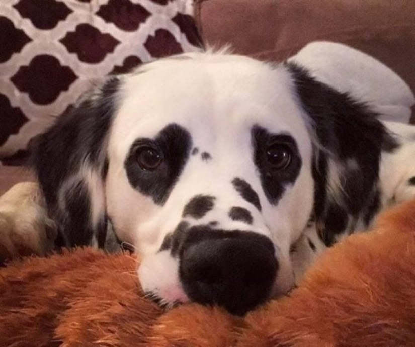 11 animals whose eyes speak louder than a thousand words