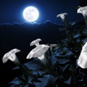 11 flores que florecen de noche