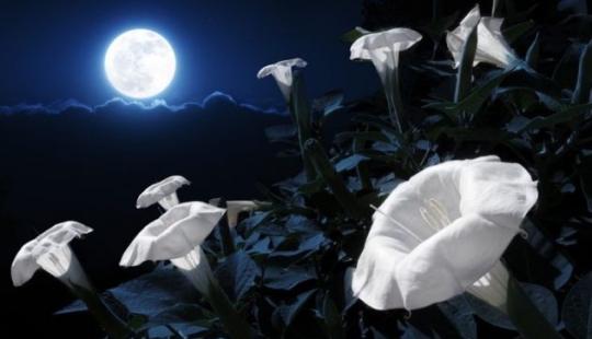 11 flores que florecen de noche