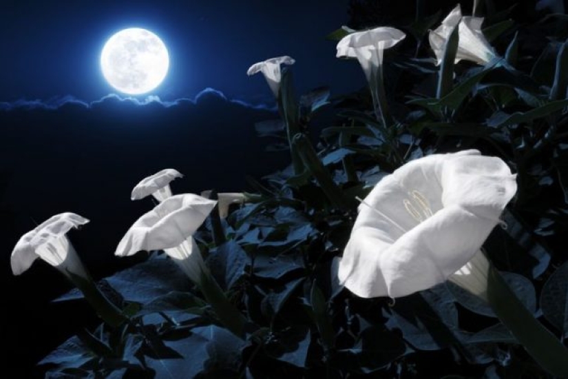 11 flowers that bloom at night