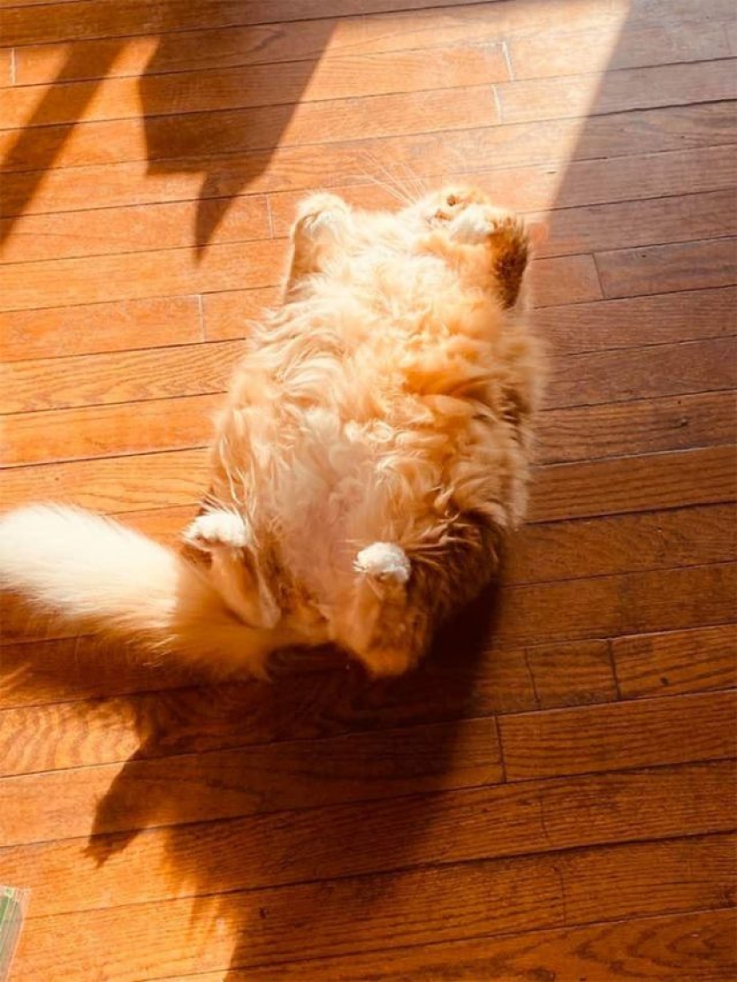 11 mascotas que disfrutan del sol