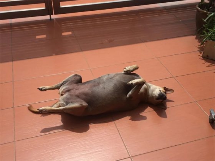 11 mascotas que disfrutan del sol