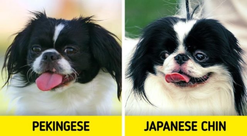 11 pairs of dog breeds that can confuse even avid dog lovers