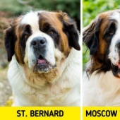 11 pairs of dog breeds that can confuse even avid dog lovers