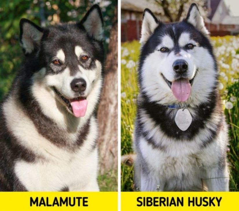 11 pares de razas de perros que pueden confundir incluso a los ávidos amantes de los perros