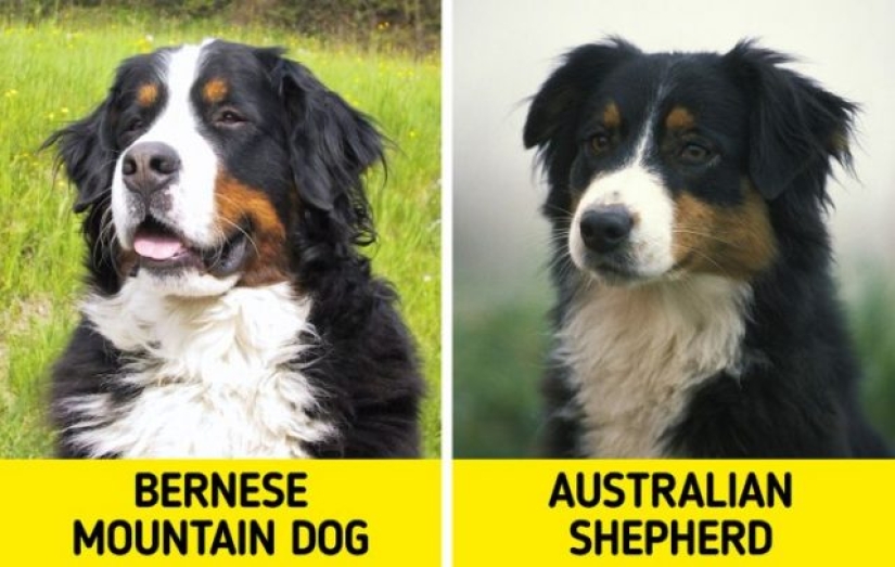 11 pares de razas de perros que pueden confundir incluso a los ávidos amantes de los perros