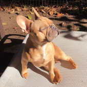11 pets that enjoy the sun