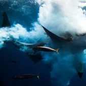 12 best underwater photos from the "Through Your Lens" contest