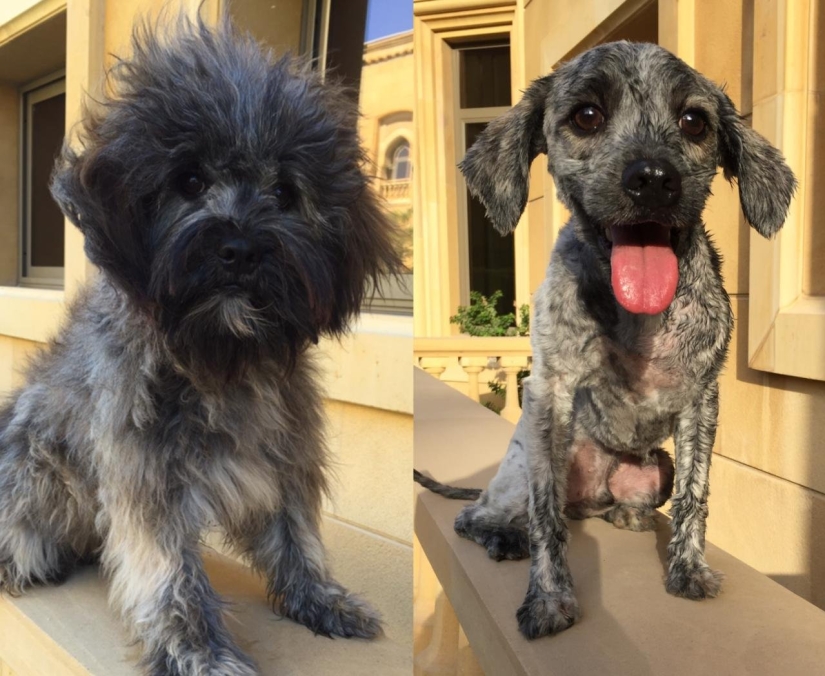 12 cases when you don't recognize your dog after a haircut