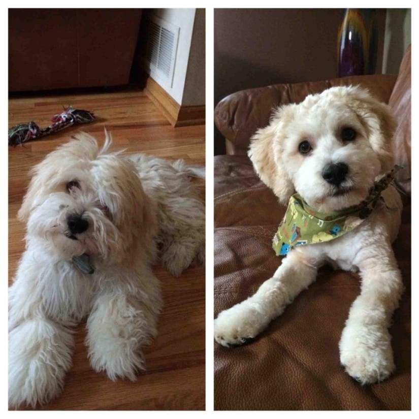 12 cases when you don't recognize your dog after a haircut