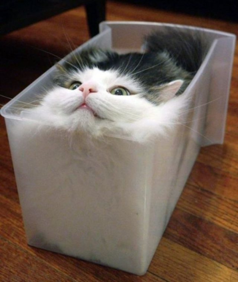 12 Flexible Cats That Prove They Can Fit Anywhere