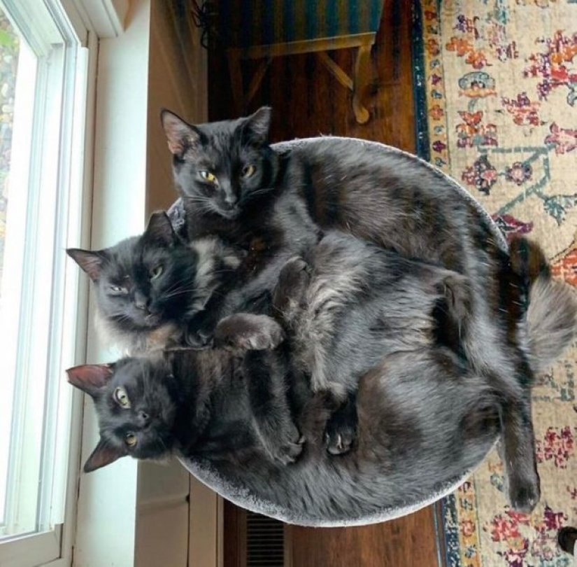 12 Flexible Cats That Prove They Can Fit Anywhere