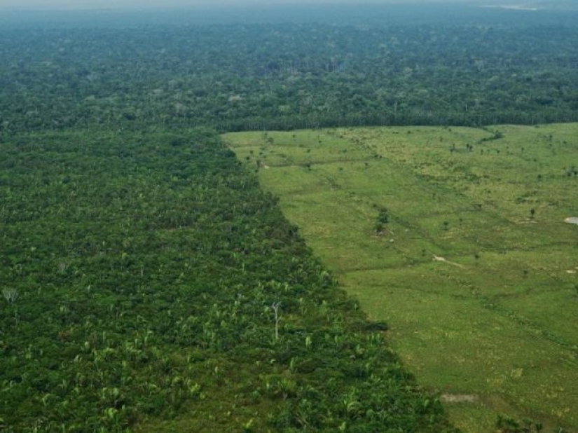 12 fotos que muestran cómo los humanos han cambiado los bosques del mundo