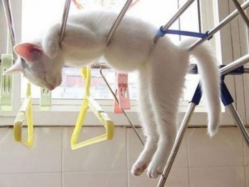 12 gatos flexibles que demuestran que pueden caber en cualquier lugar