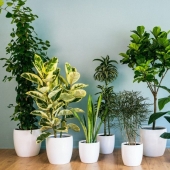 12 home plants that can survive even in the darkest corner