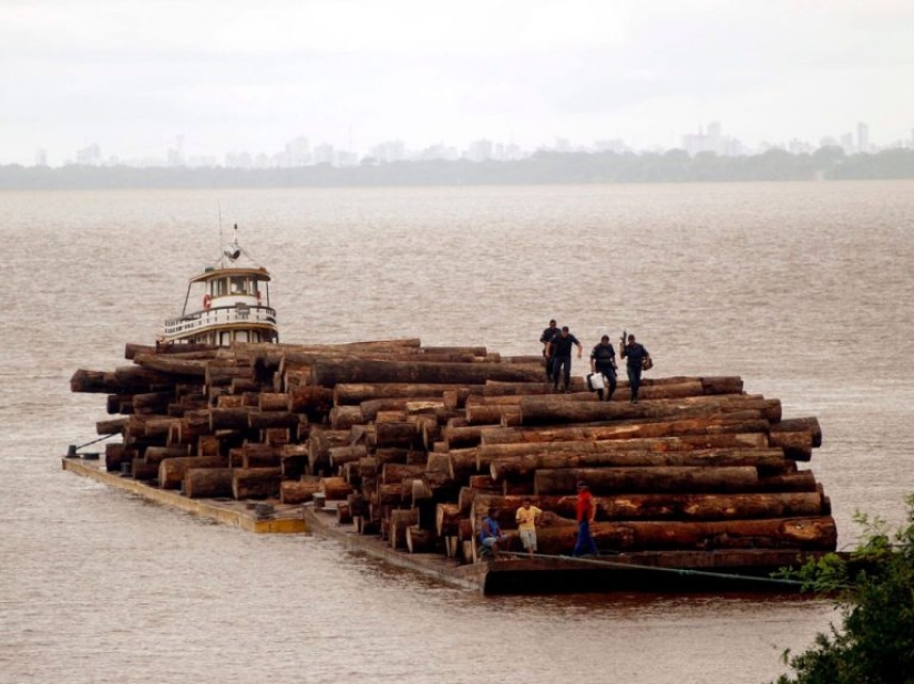 12 photos that show how humans have changed the world's forests