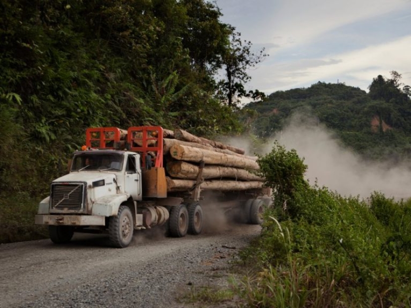 12 photos that show how humans have changed the world's forests