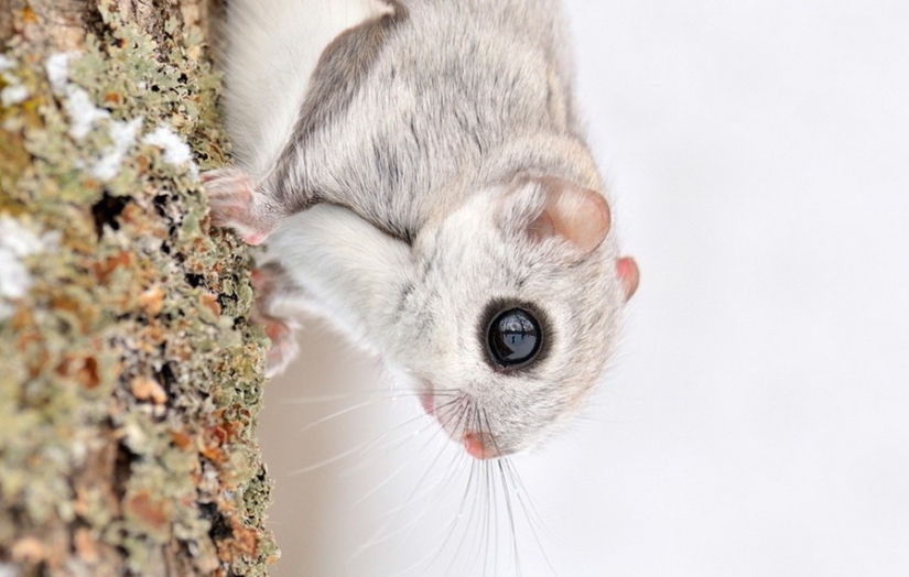 12 proofs that the flying squirrel is the cutest animal in the world