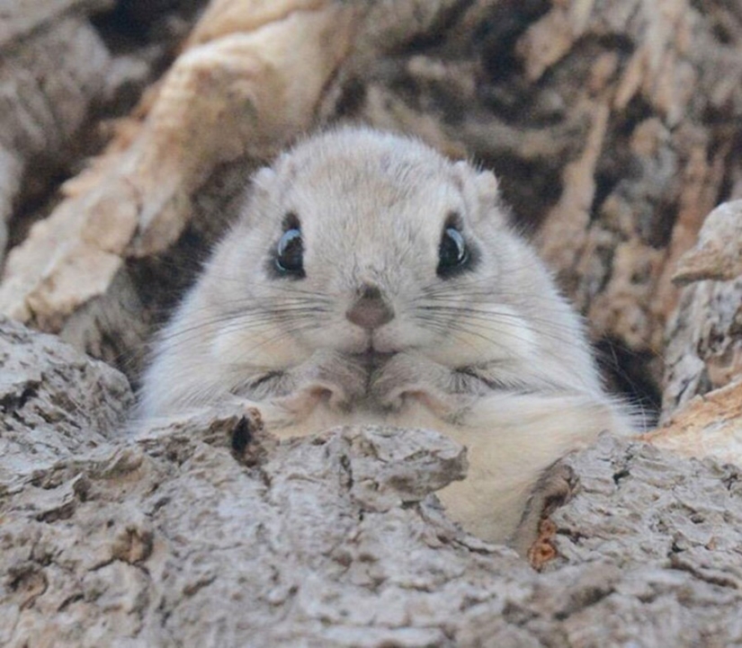 12 proofs that the flying squirrel is the cutest animal in the world