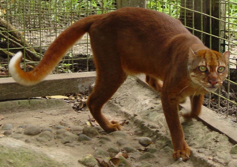 12 tipos de gatos salvajes que no conocías