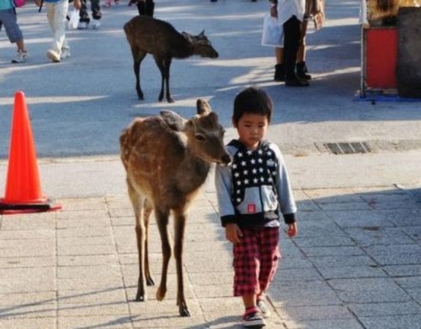 13 cosas que podrían hacer que dejes todo y te vayas a Japón