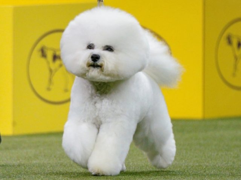 13 dog breeds that are hypoallergenic