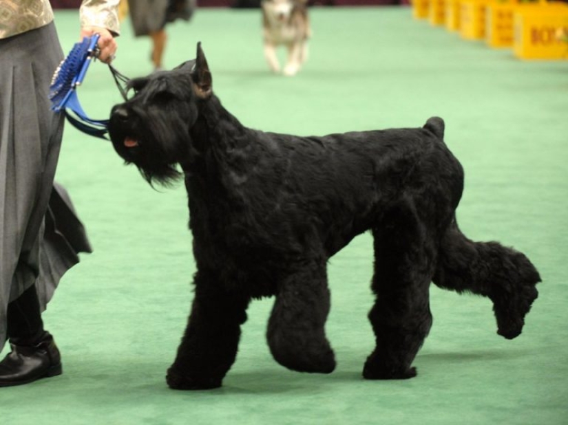13 dog breeds that are hypoallergenic