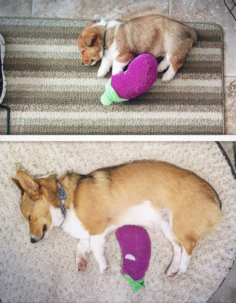 13 Pets Who Love Their Toys More Than Anything