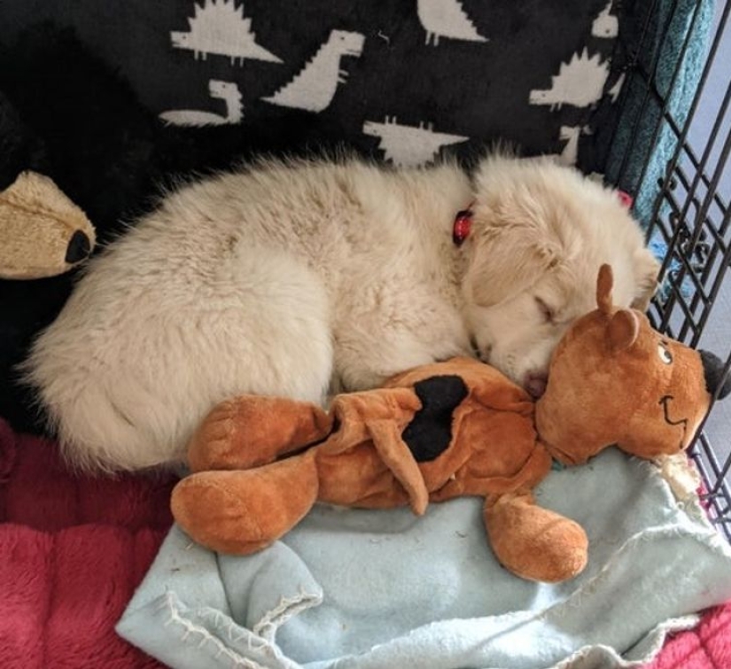 13 Pets Who Love Their Toys More Than Anything