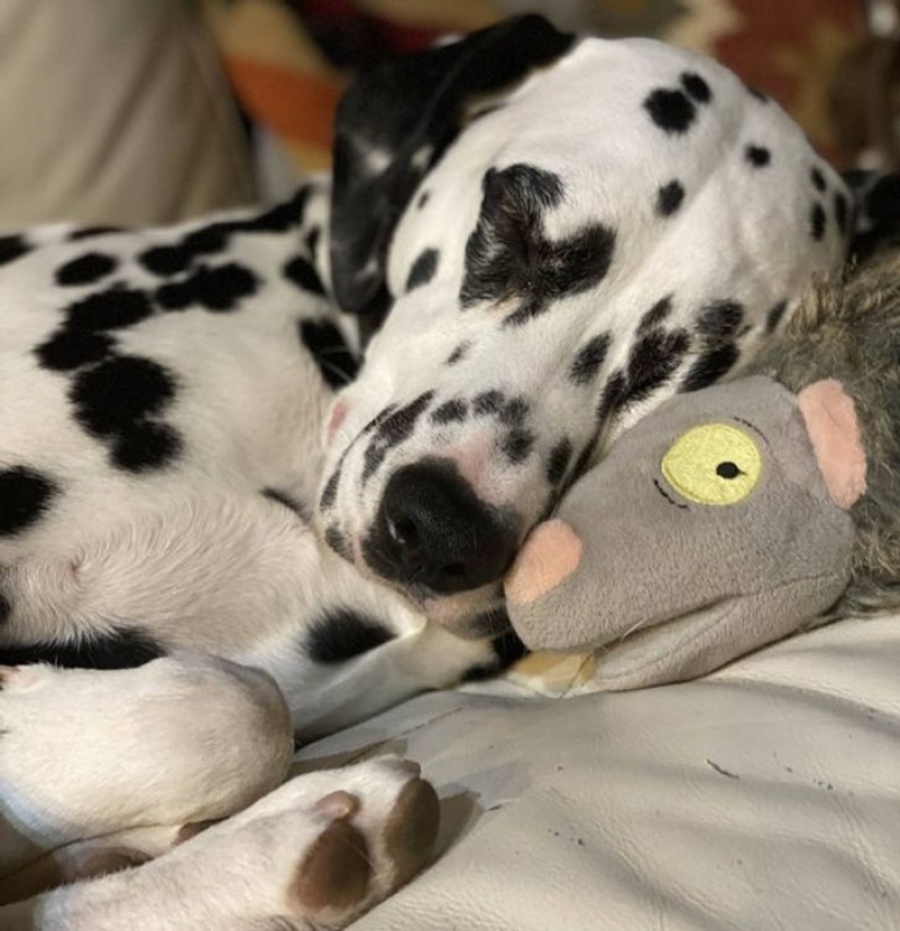 13 Pets Who Love Their Toys More Than Anything