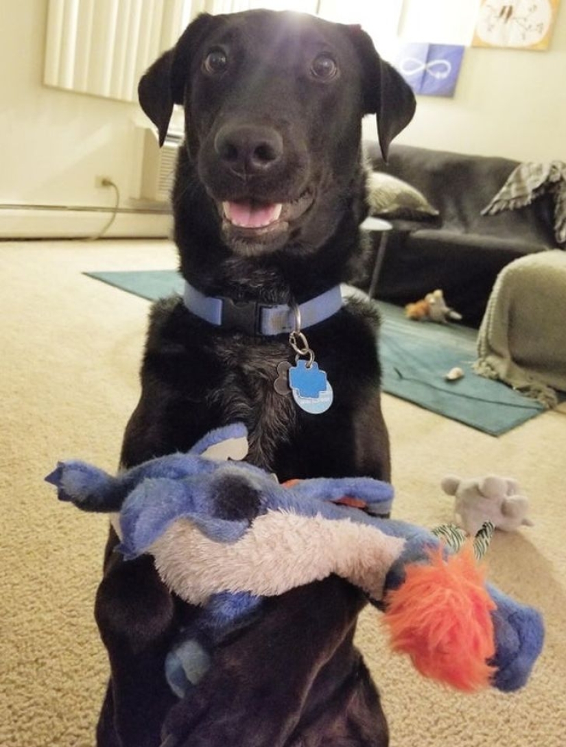13 Pets Who Love Their Toys More Than Anything