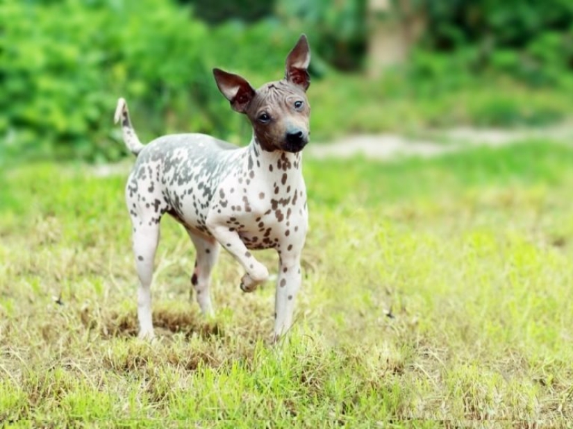 13 razas de perros que son hipoalergénicas