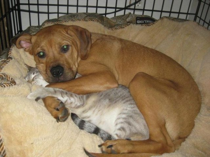 14 fotos divertidas de gatos y perros viviendo juntos