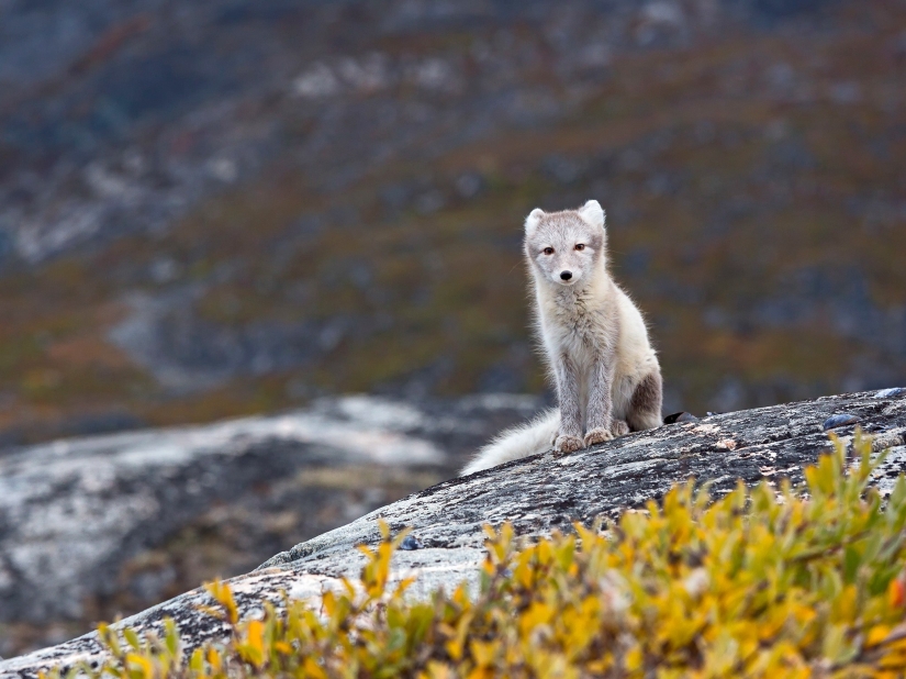 14 fotos que te harán querer visitar Groenlandia