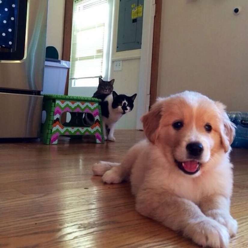 14 funny photos of cats and dogs living together