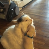 14 funny photos of cats and dogs living together