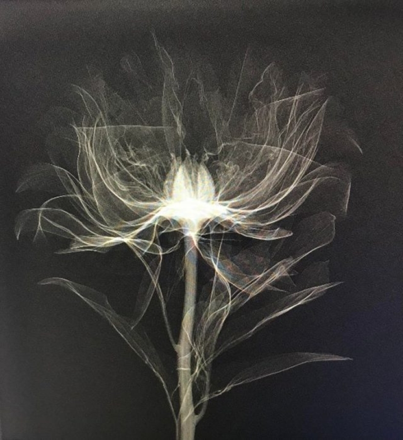 14 Things Nature Can't Show, But An X-Ray Can Show