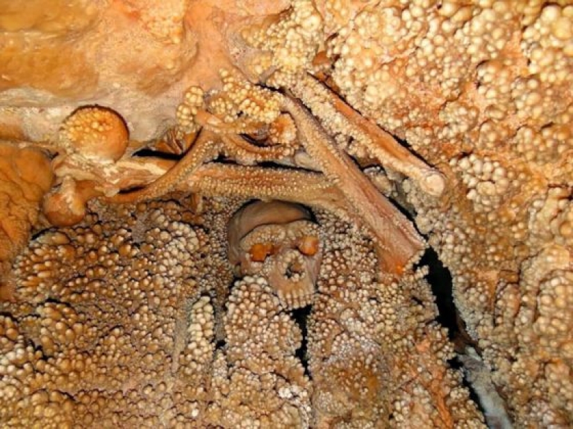 15 Ancient Fossils That Will Make You Say "Wow"