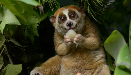 15 animales peligrosos que consideramos lindos y amables 15 animales peligrosos que consideramos lindos y amables