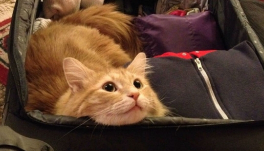 15 animales que se niegan a creer que no se los llevan con ellos 15 animales que se niegan a creer que no se los llevan con ellos