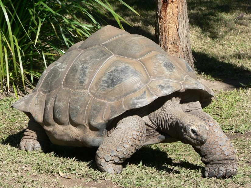 15 animales que son mayores que tus abuelos