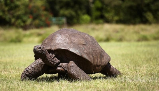 15 animals that are older than your grandparents