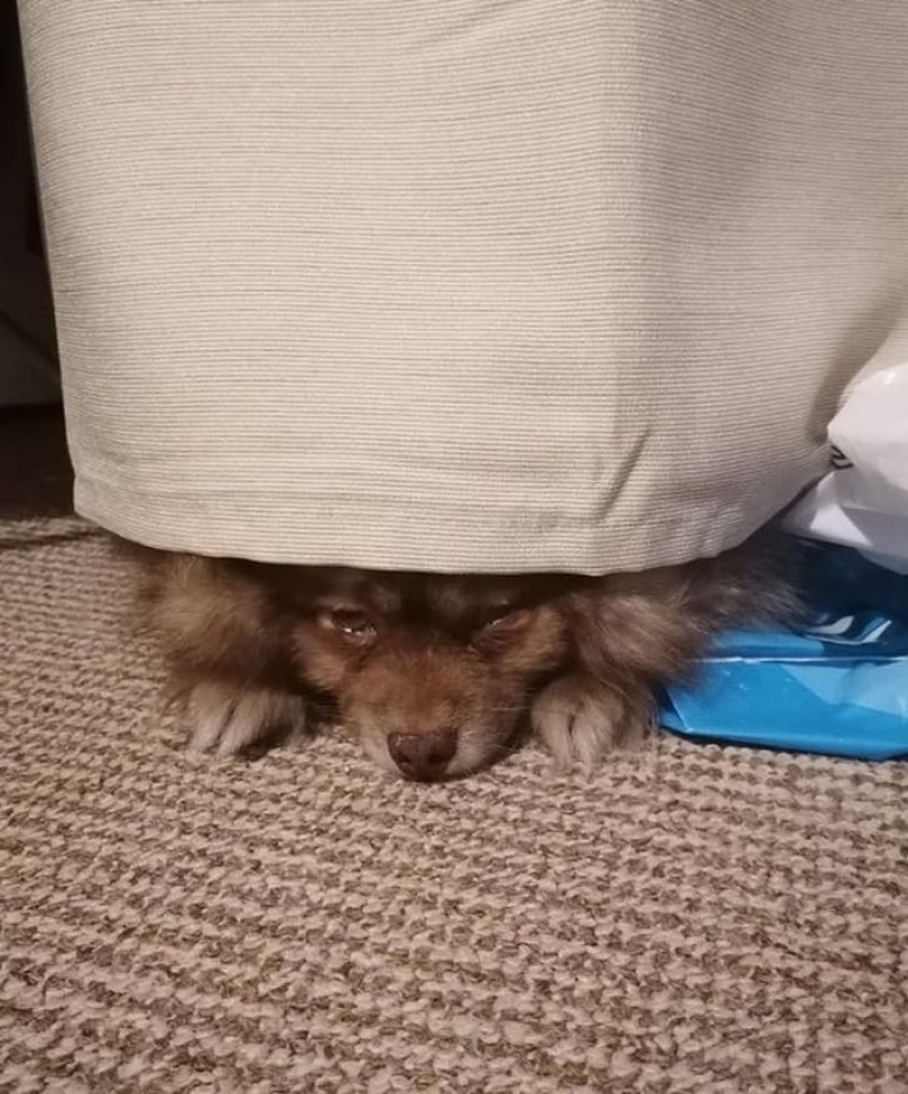 15 animals that can play hide-and-seek better than many people
