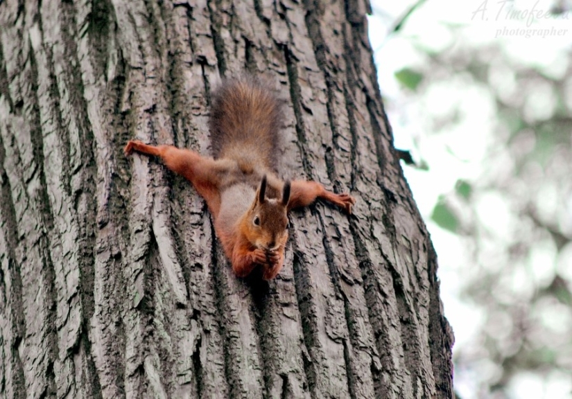 15 animals that know how to get in shape for spring