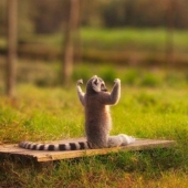 15 animals that know how to get in shape for spring